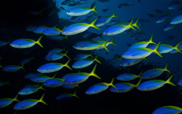 School blauw-gele fuseliers die boven een rif in Fiji zwemt