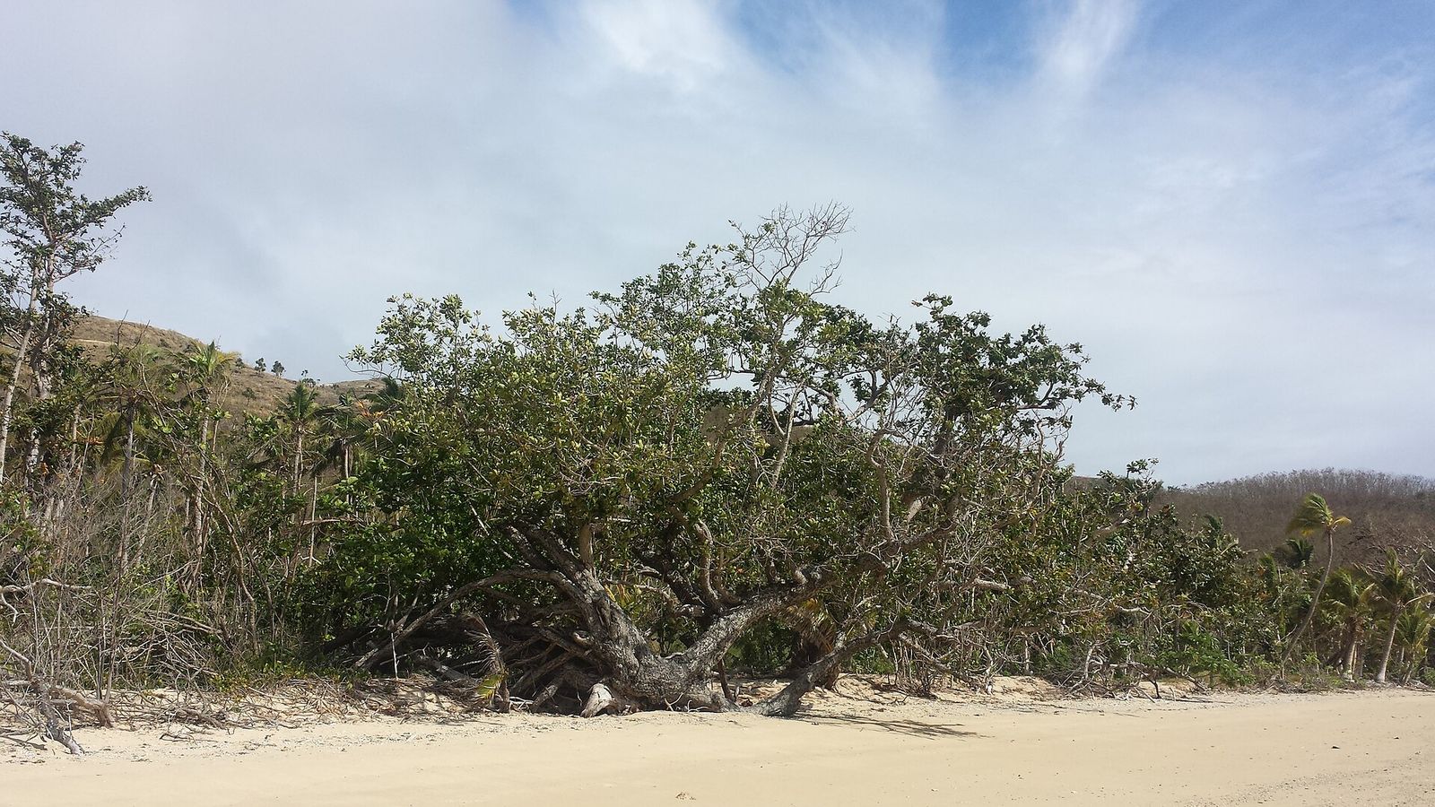 Boom op een wit strand op Naviti in de Yasawa-eilanden