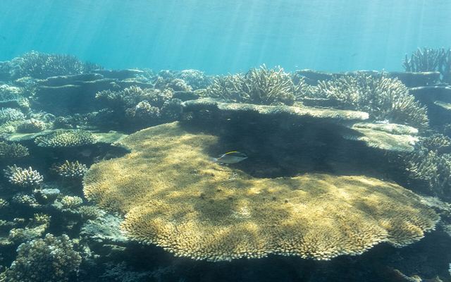 Ondiep koraalrif in de Mamanuca-eilanden in Fiji