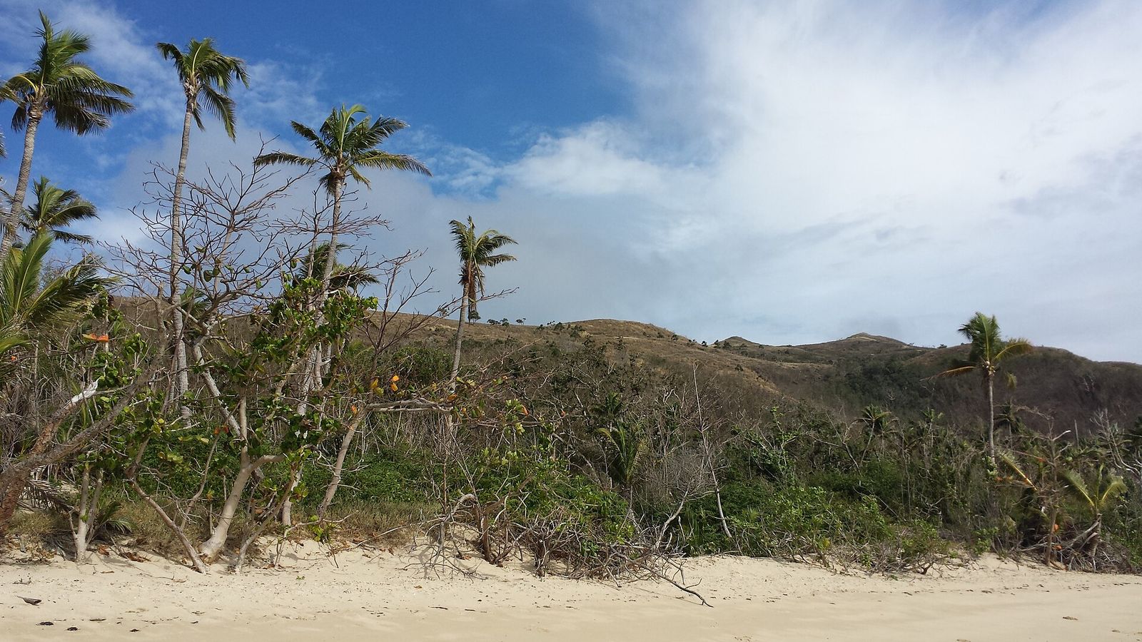 Palmbomen aan een wit strand op Naviti in de Yasawa-eilanden