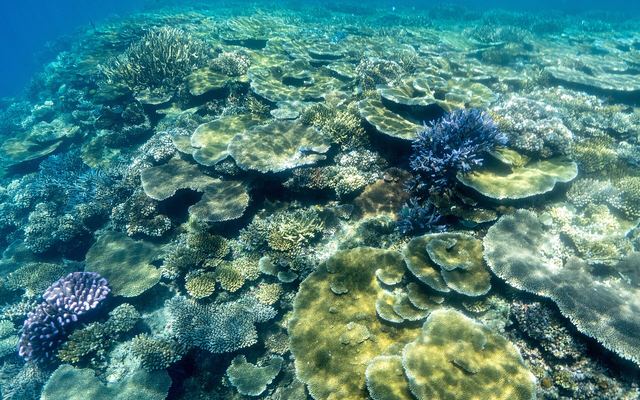 Ondiep koraalrif in helder water bij Malolo in de Mamanuca's