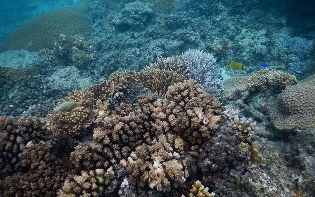 Koraalrif met tropische vissen bij Naviti in de Yasawa-eilanden