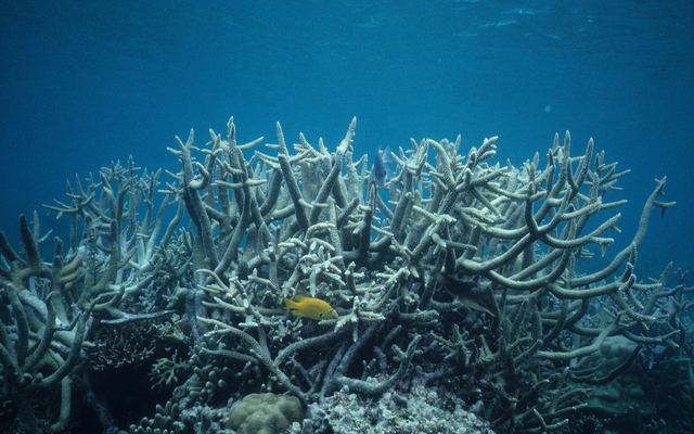 Vertakt koraal in de lagune bij Dravuni
