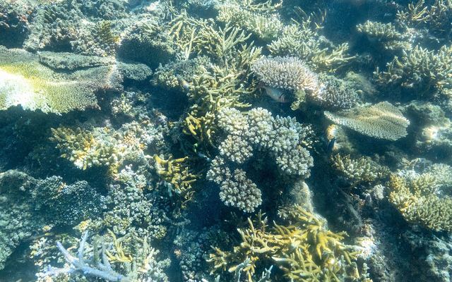Koraal in ondiep water bij een rif in de Mamanuca-eilanden