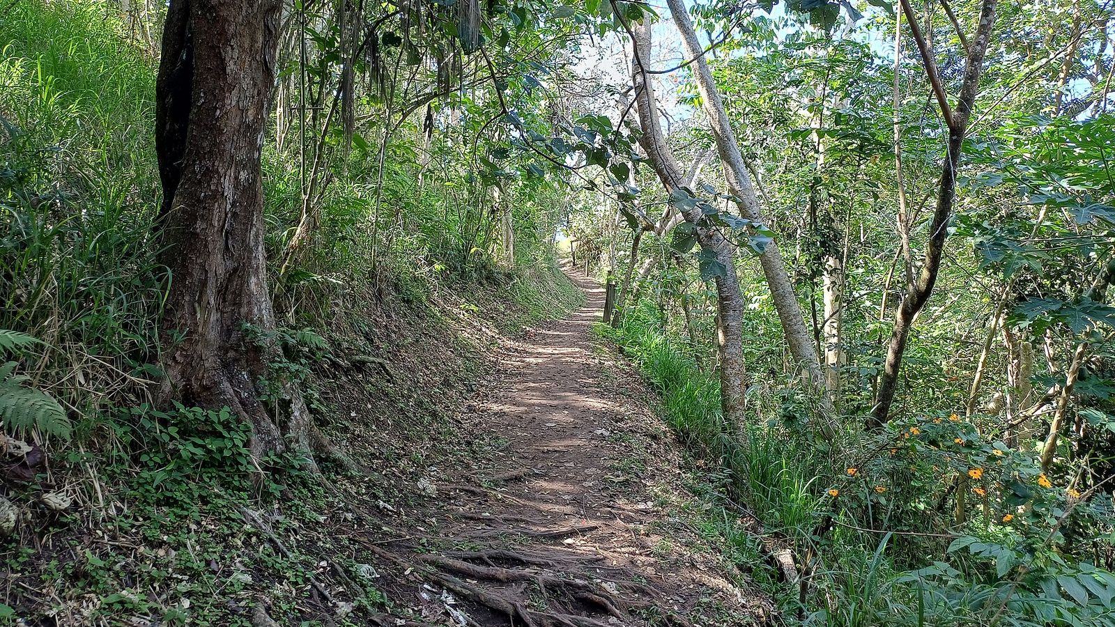 Wandelpad door het bos in het Sigatoka Sand Dunes National Park