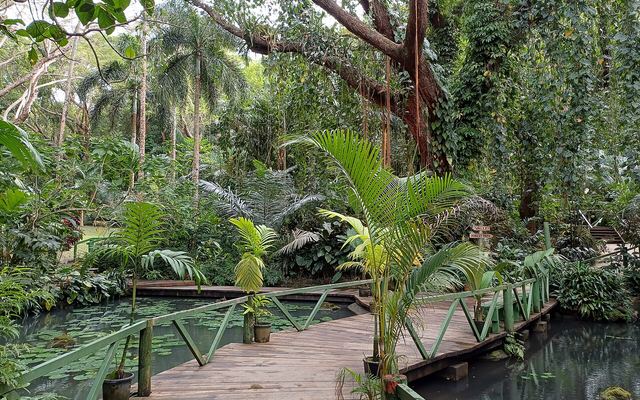 Houten vlonderpad tussen palmen en tropische planten in de Garden of the Sleeping Giant bij Nadi
