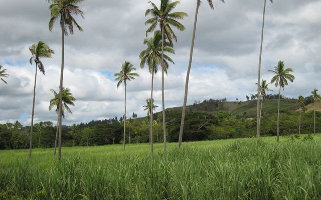 Groen landschap ten westen van Labasa op Vanua Levu